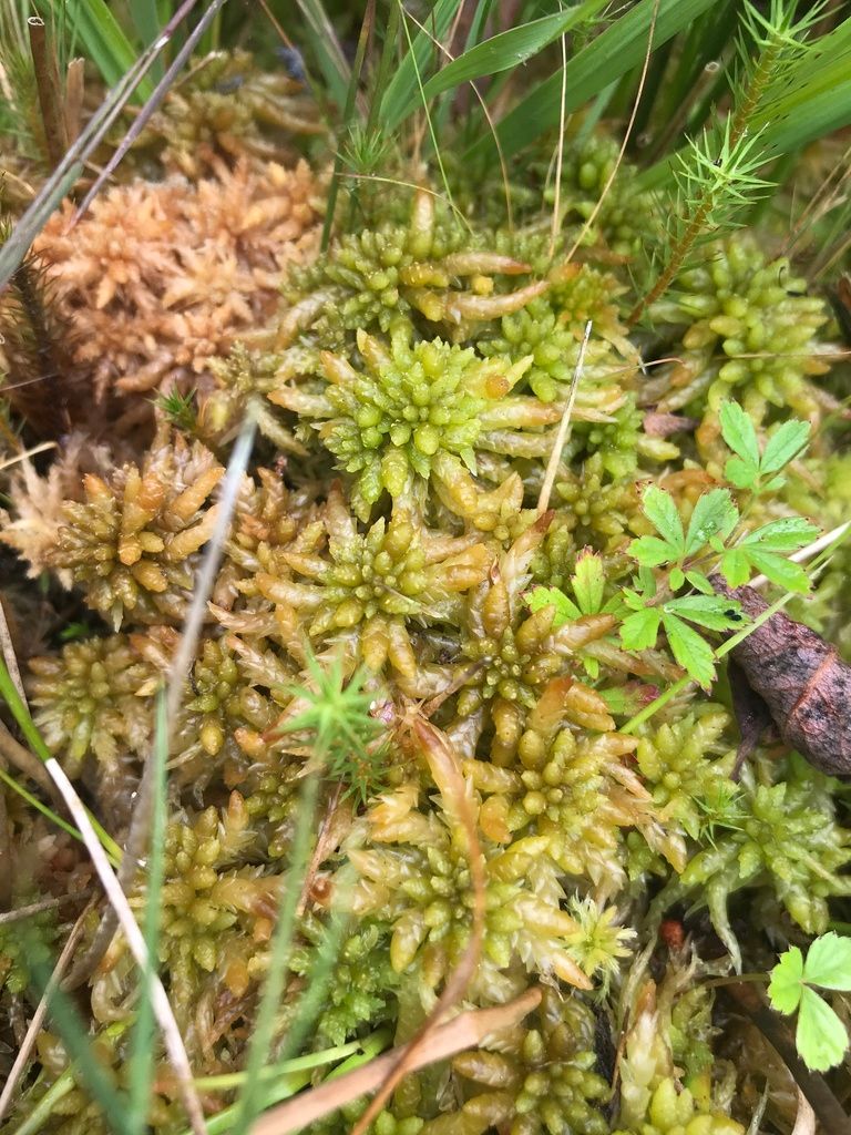 Papillose Bog-moss