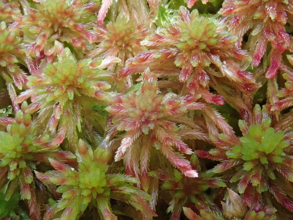 Five-ranked Bog-moss