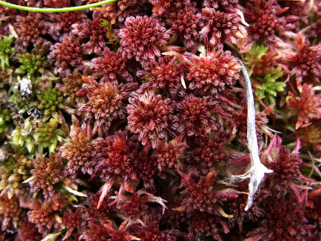 Red Bog-moss