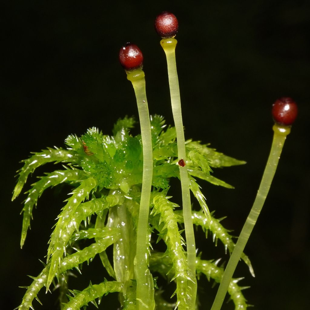 Spiky Bog-moss