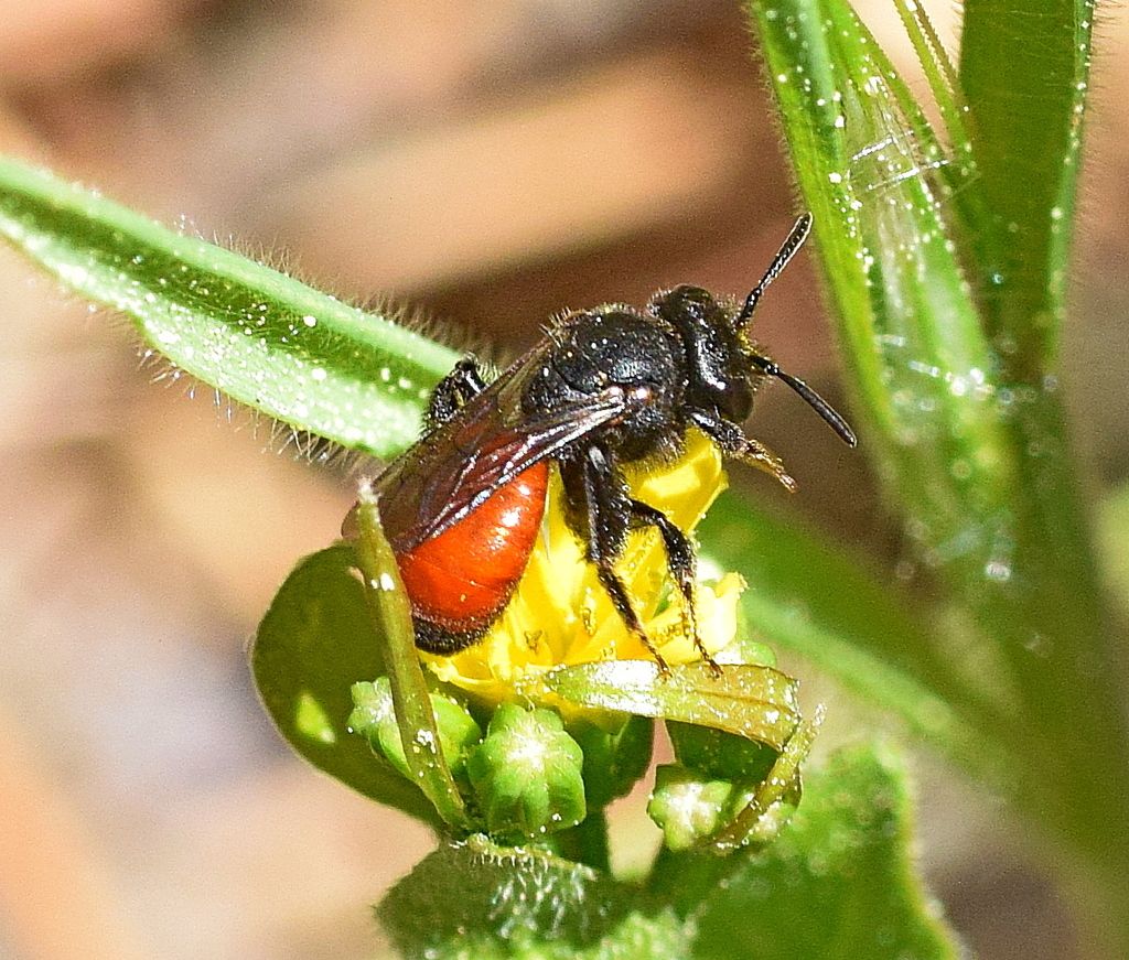 Bare-saddled Blood Bee