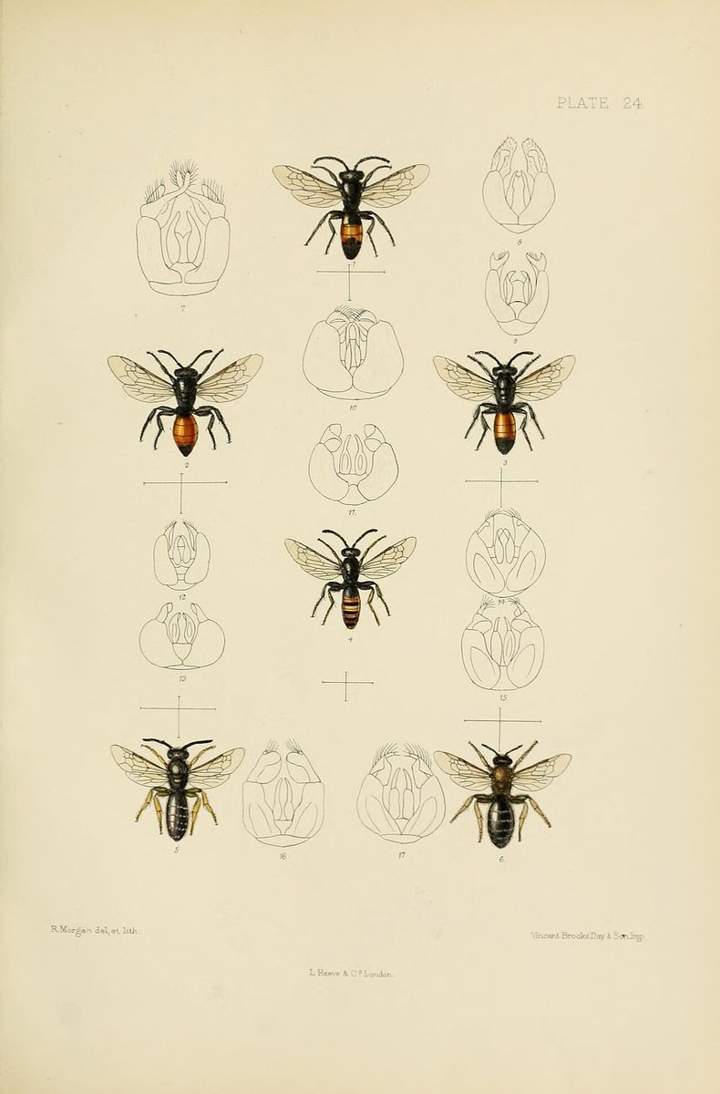 Geoffroy's Blood Bee