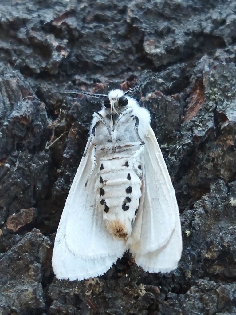 White Ermine