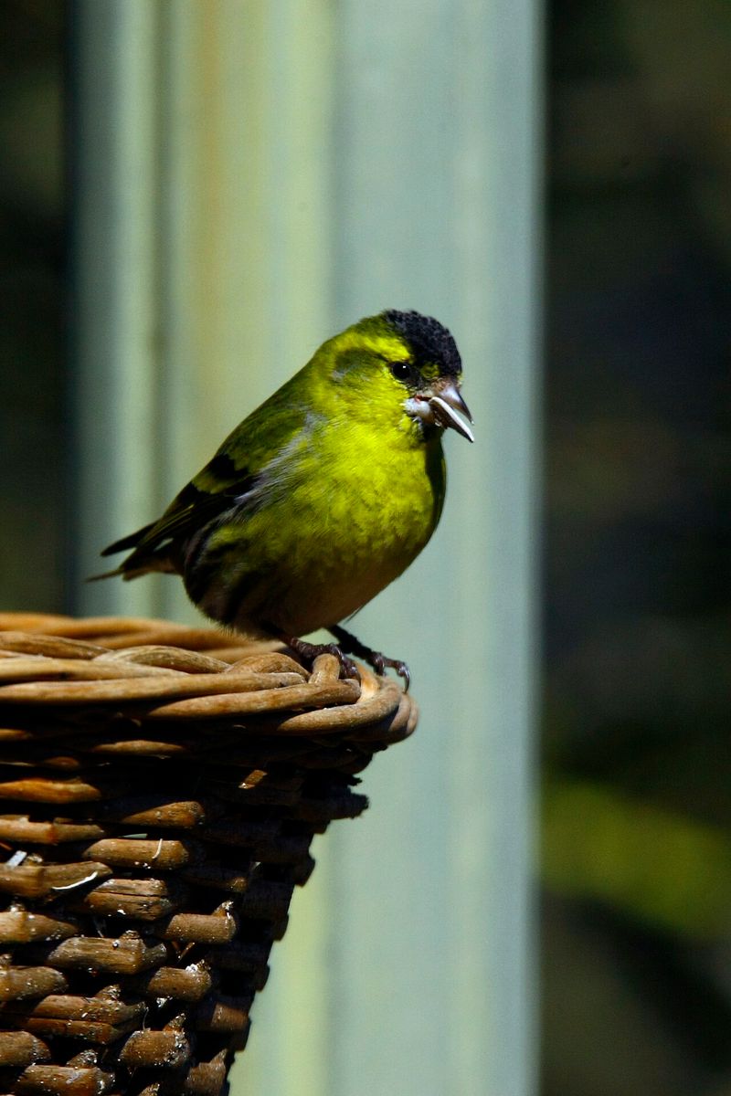 Eurasian Siskin