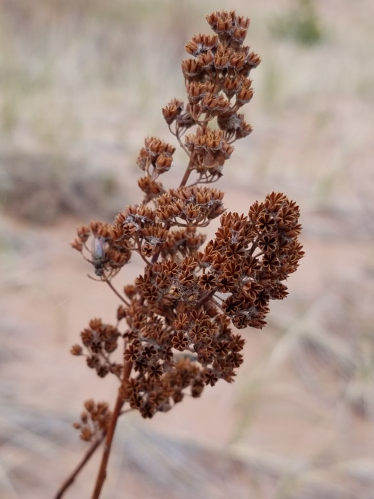 Pale Bridewort
