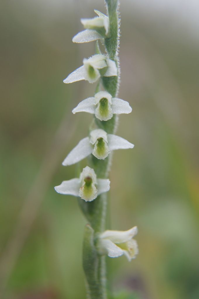 Autumn Lady's-tresses
