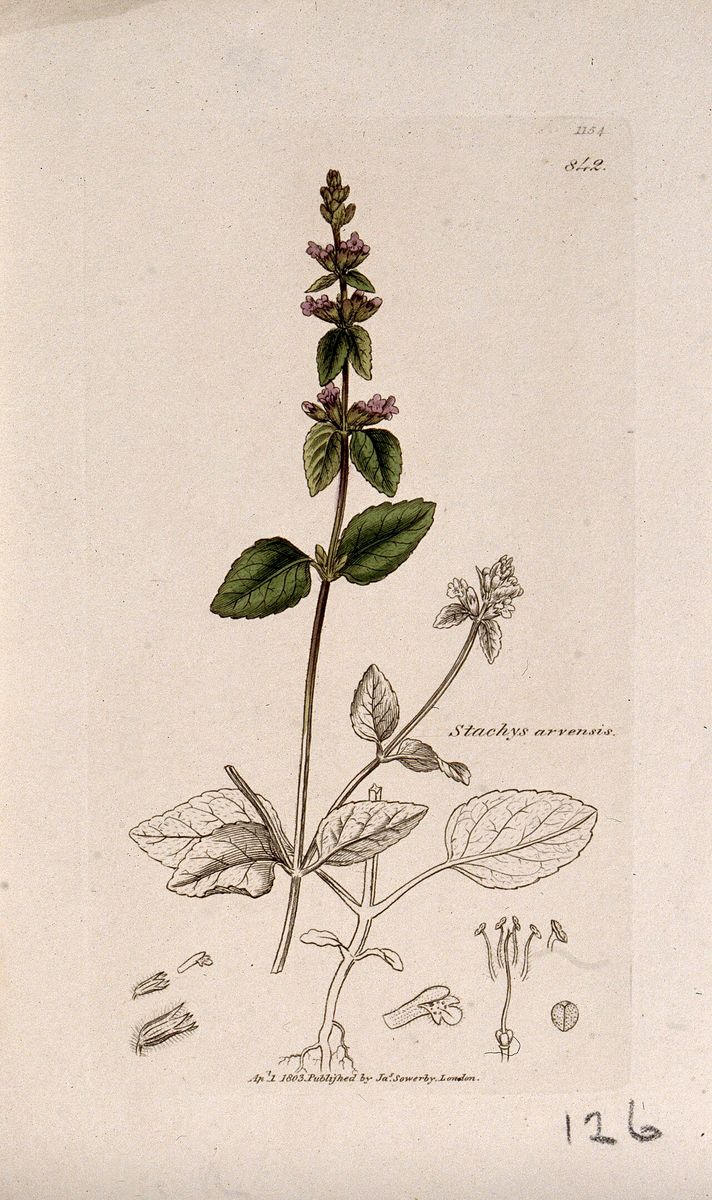 Field Woundwort