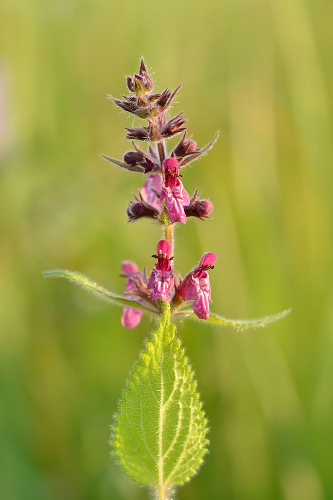 Hedge Woundwort