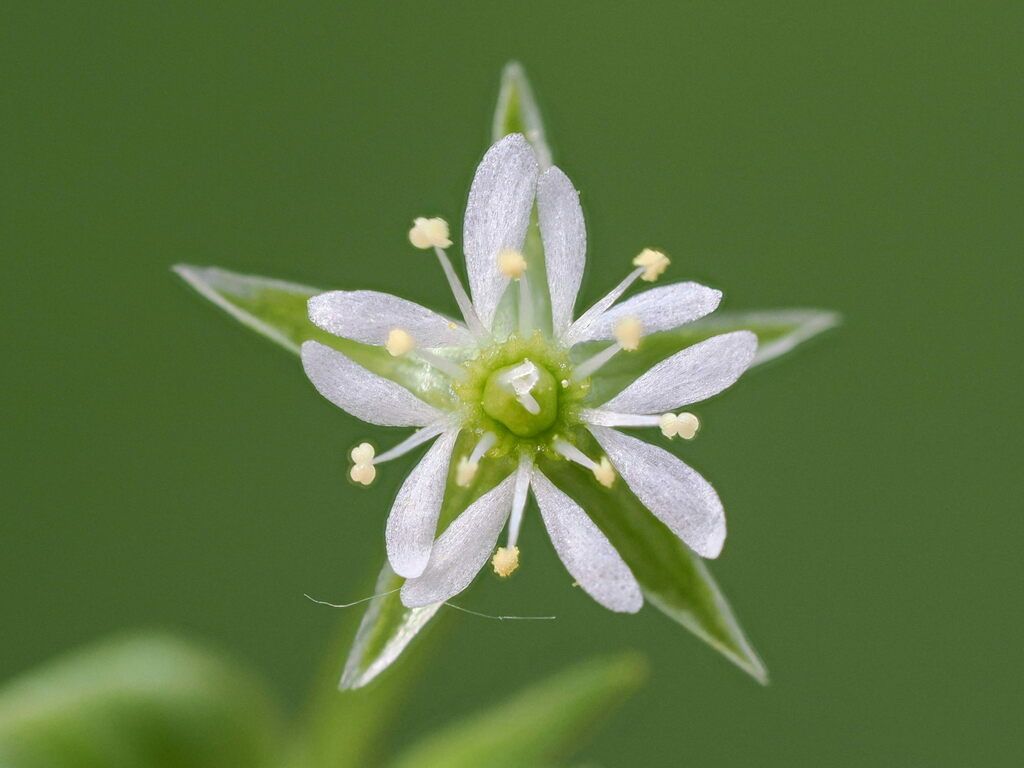 Bog Stitchwort