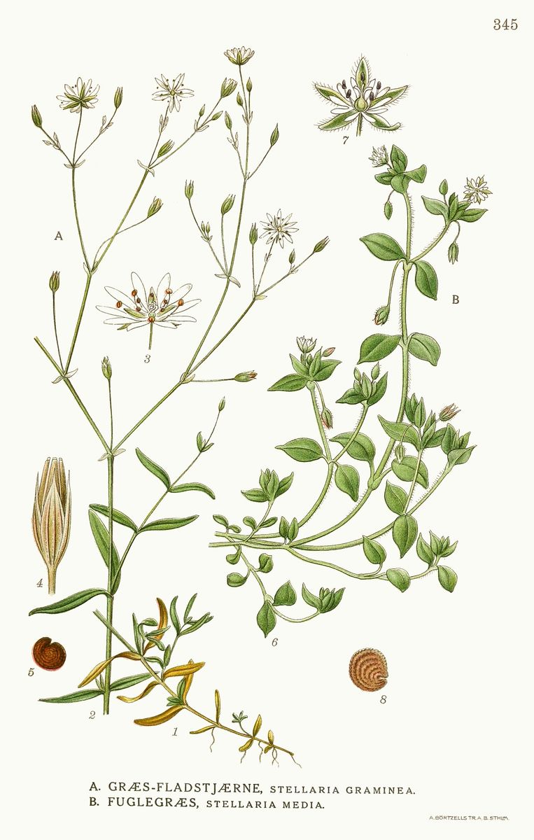 Lesser Stitchwort