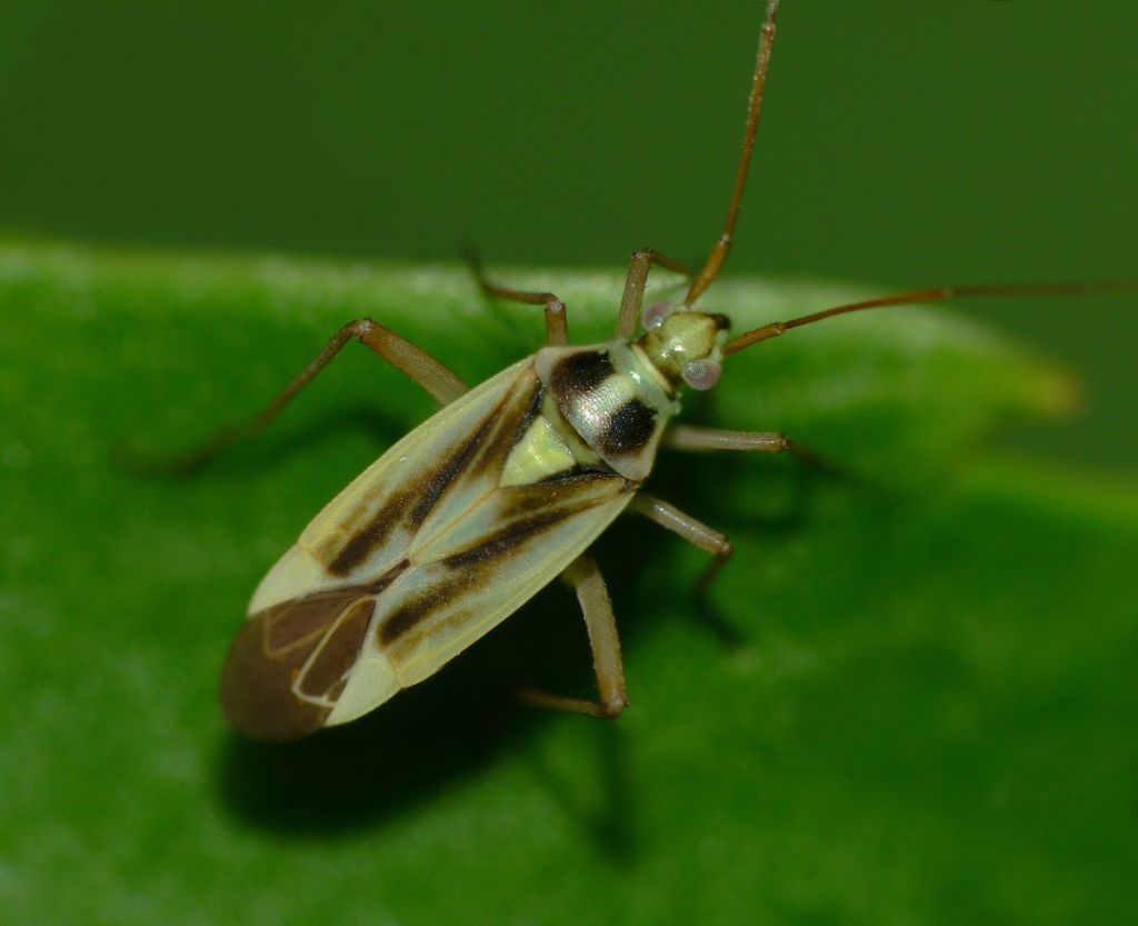 Timothy Grassbug