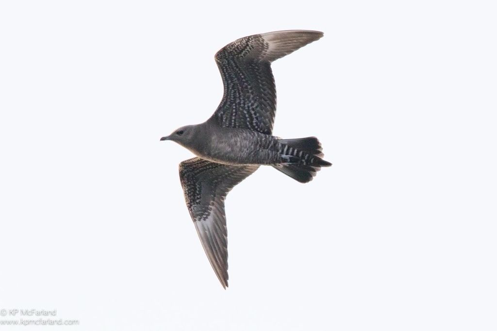 Long-tailed Jaeger
