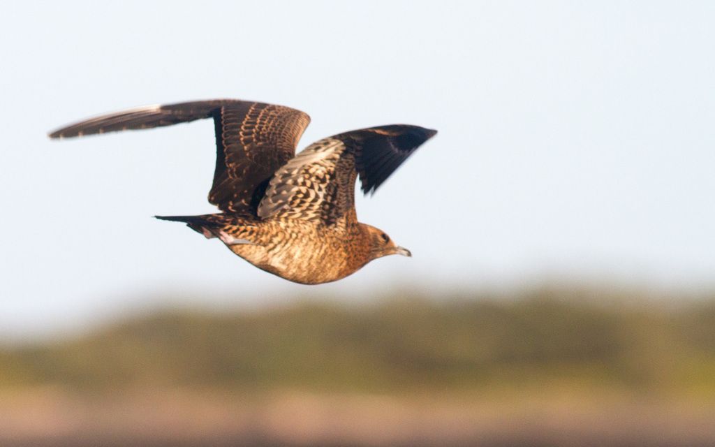 Parasitic Jaeger