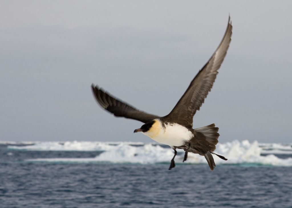 Pomarine Jaeger