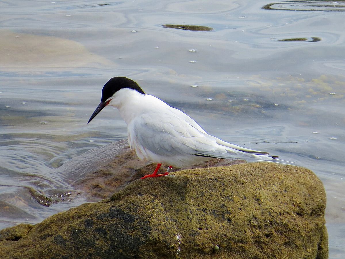 Roseate Tern