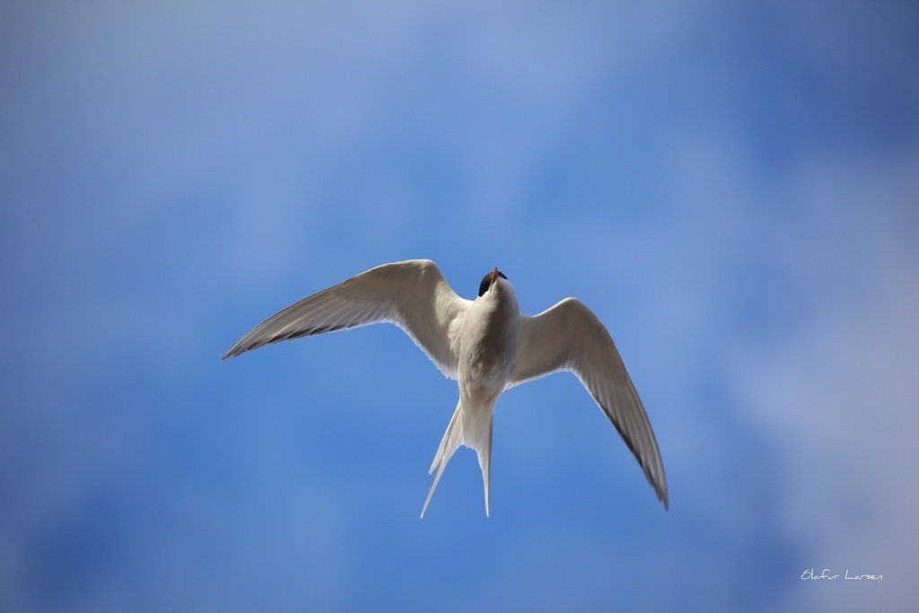 Arctic Tern
