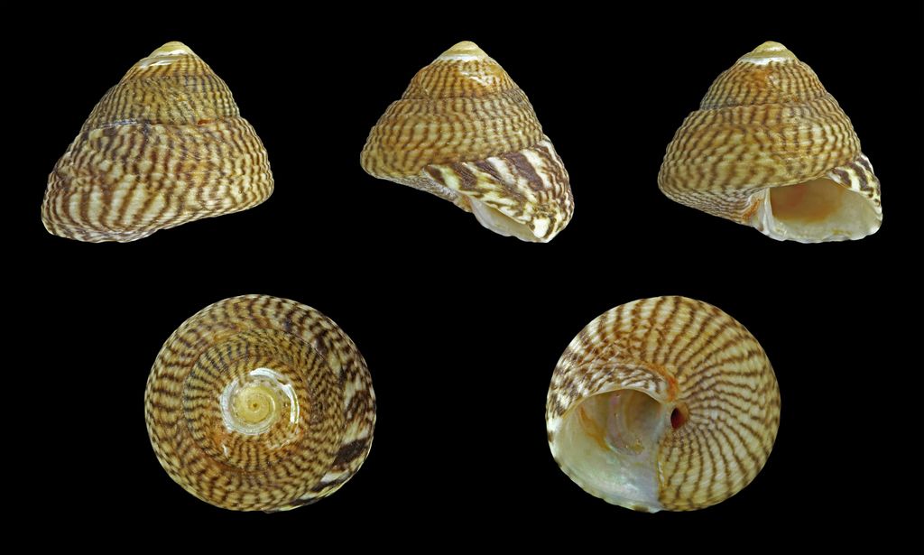 Grey Top Shell