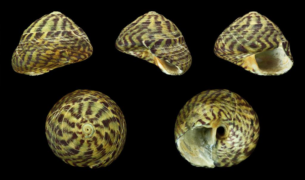 Flat Top Shell