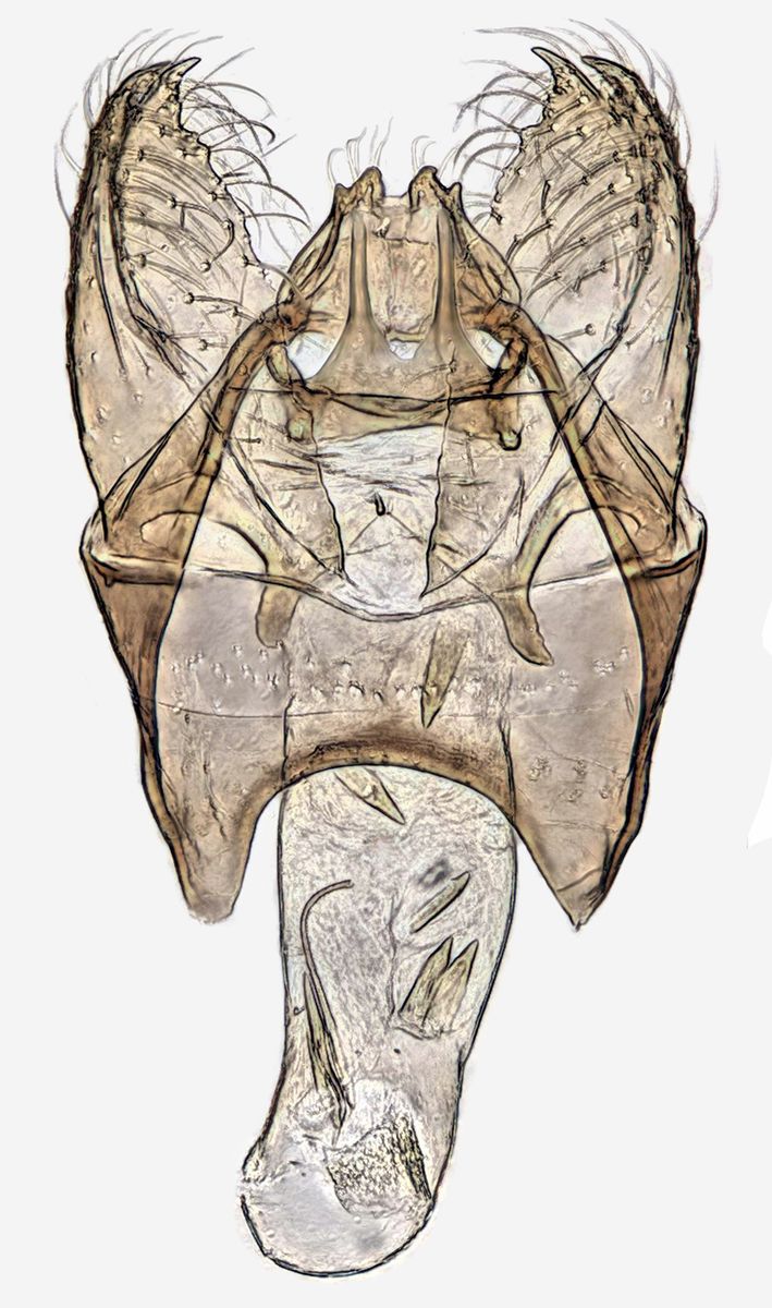 Sallow Dot