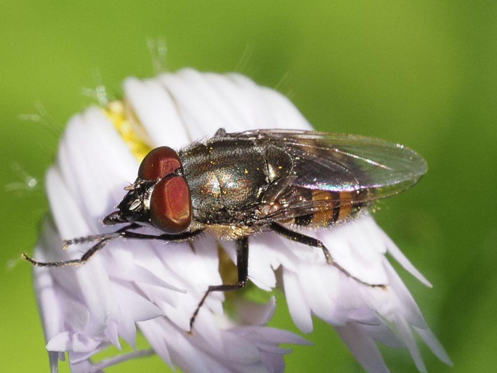 Locust Blowfly