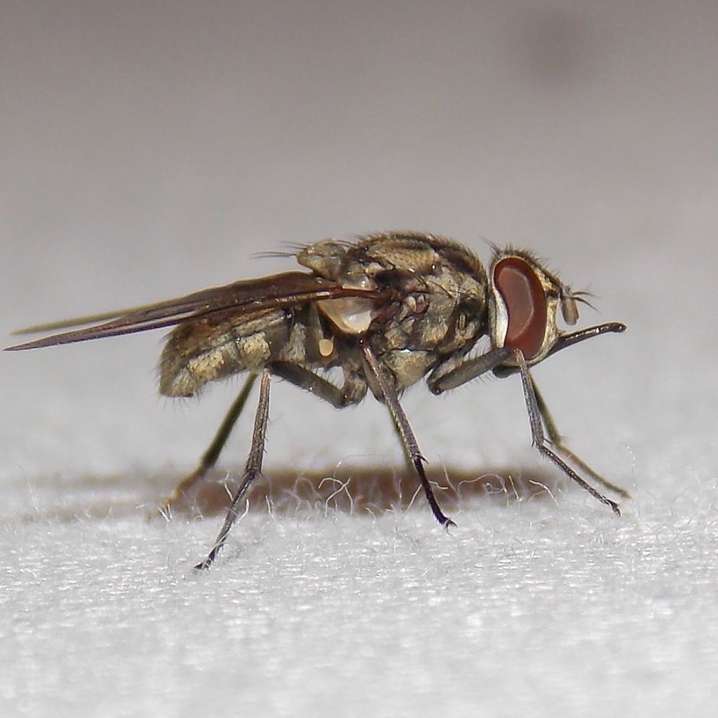 Stable Fly