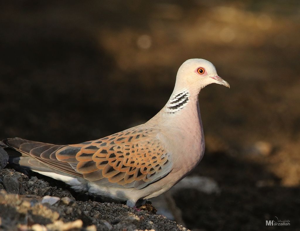 European Turtle-Dove
