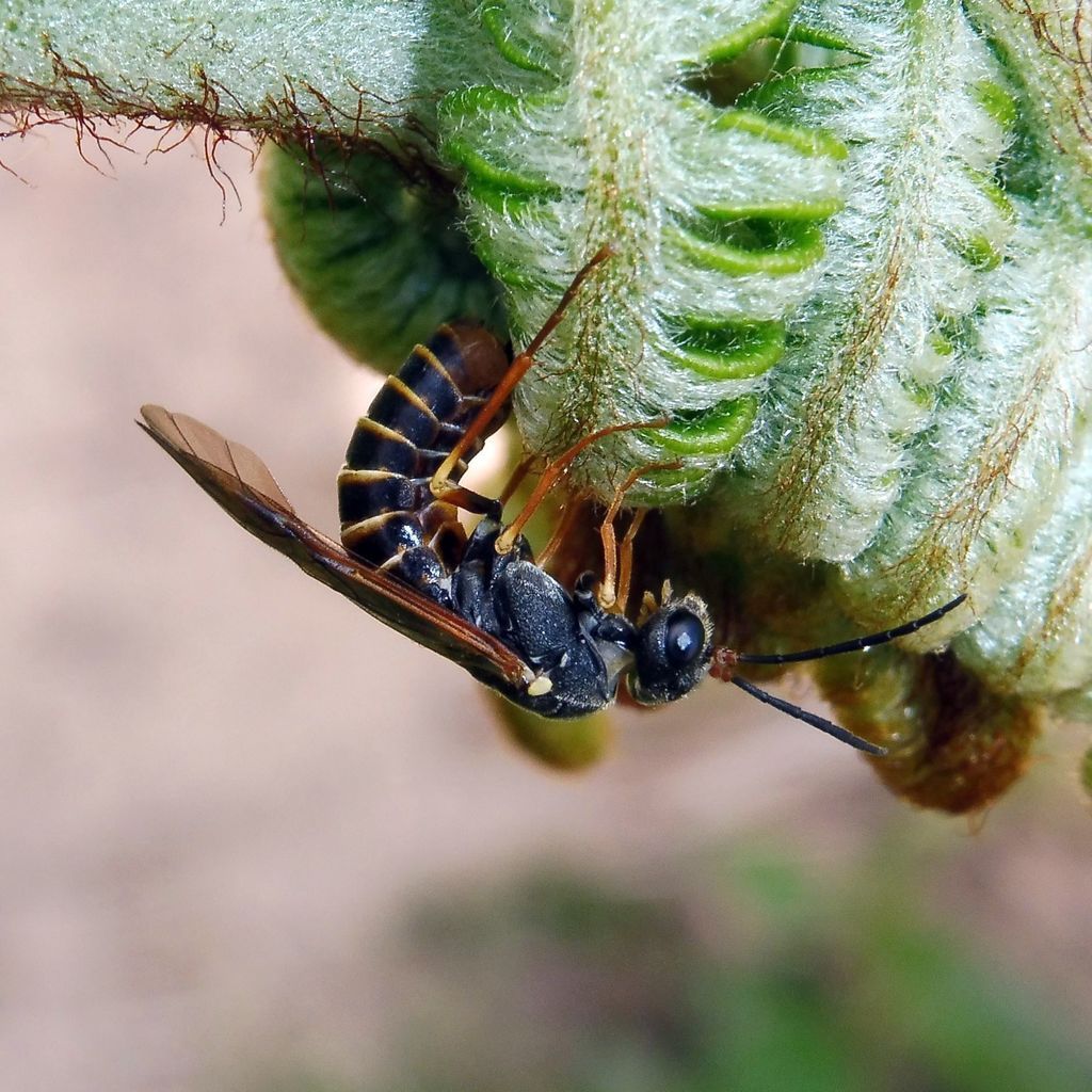 Striped Fern-sawfly