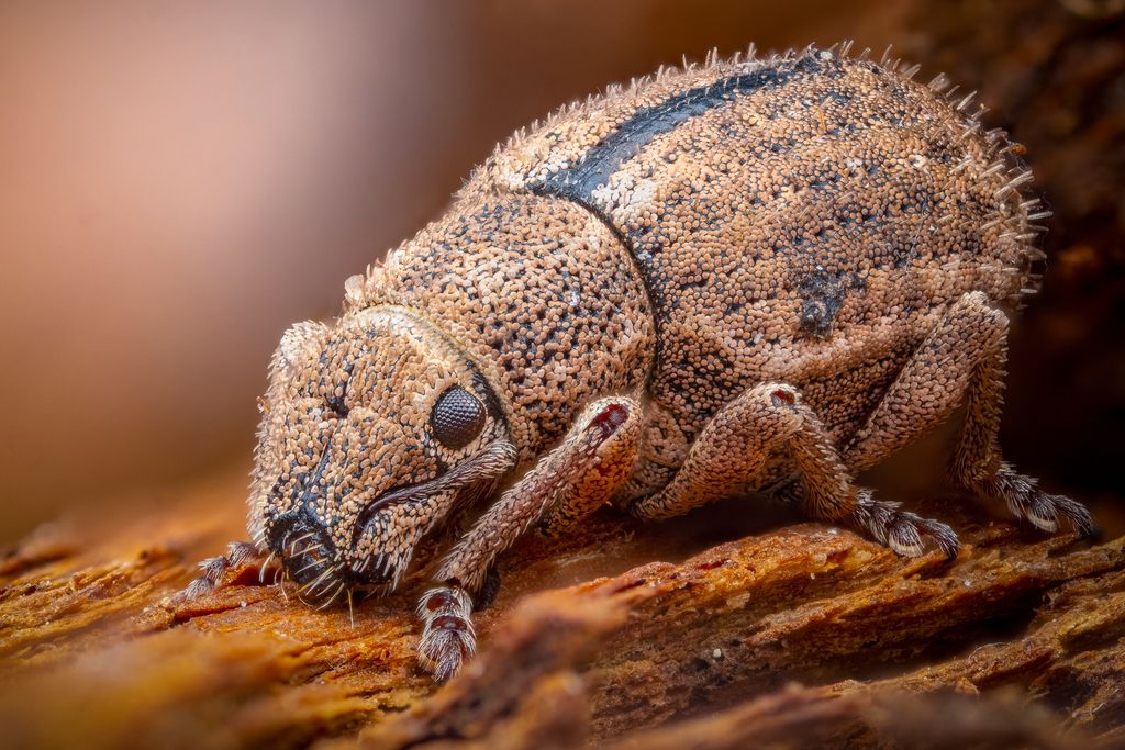 Nut Leaf Weevil