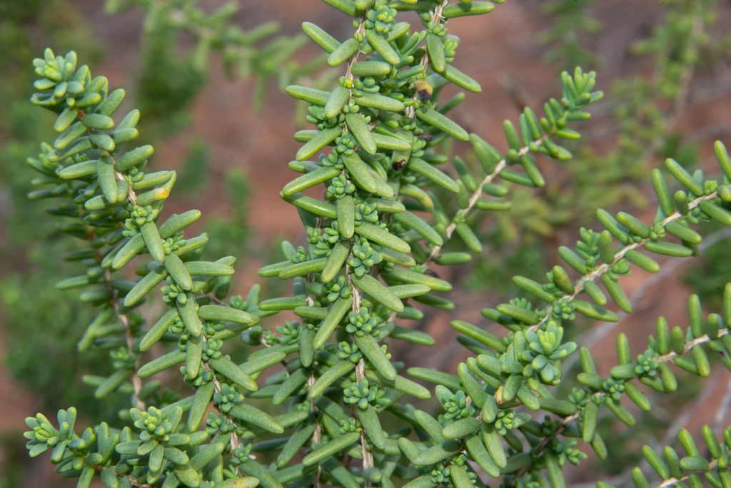Shrubby Sea-blite