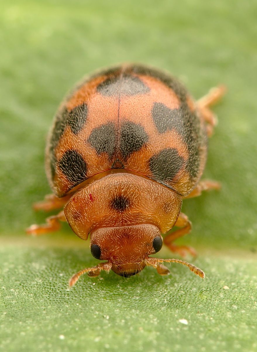 24-spot Ladybird
