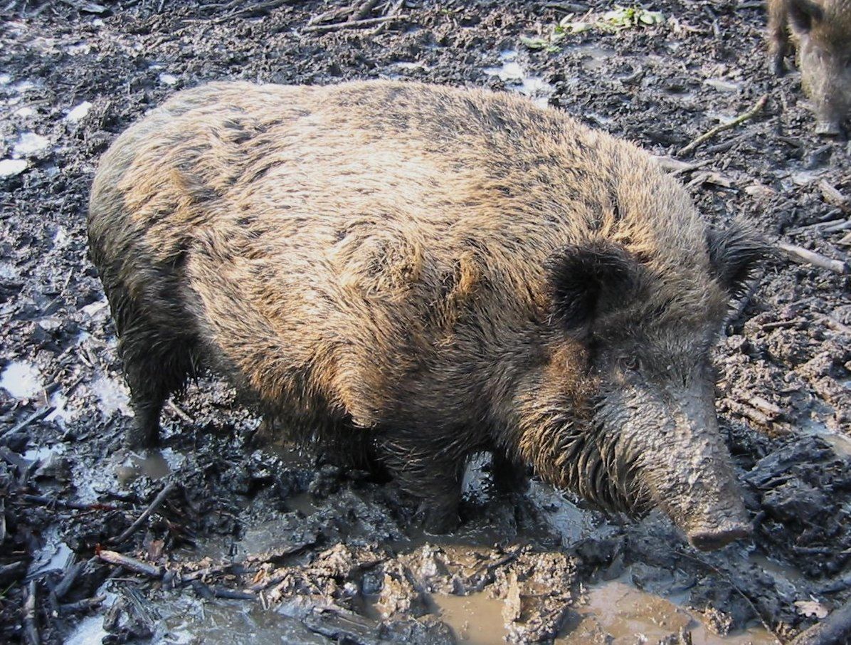 Wild Boar