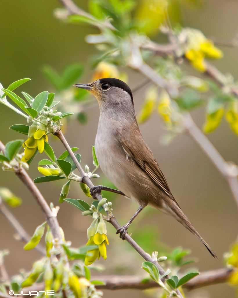 Eurasian Blackcap