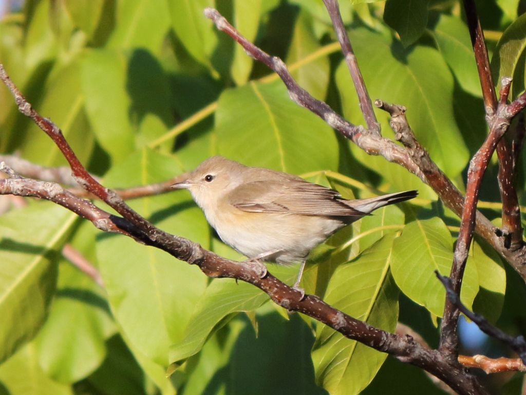 Garden Warbler