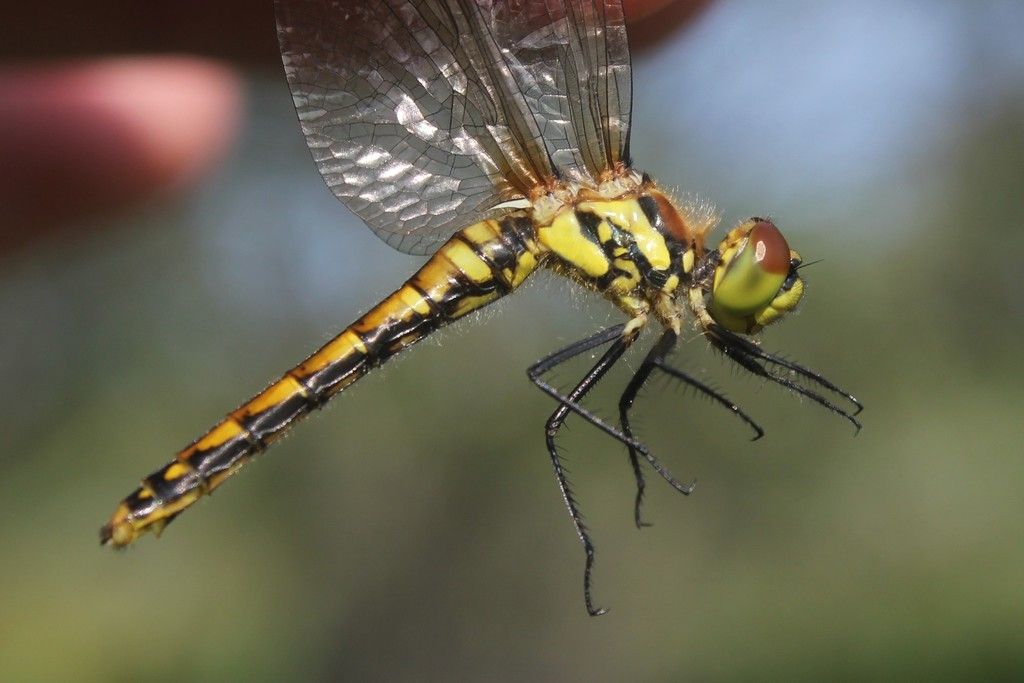 Black Darter