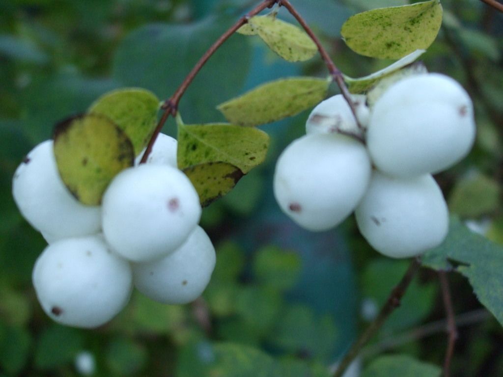 Snowberry