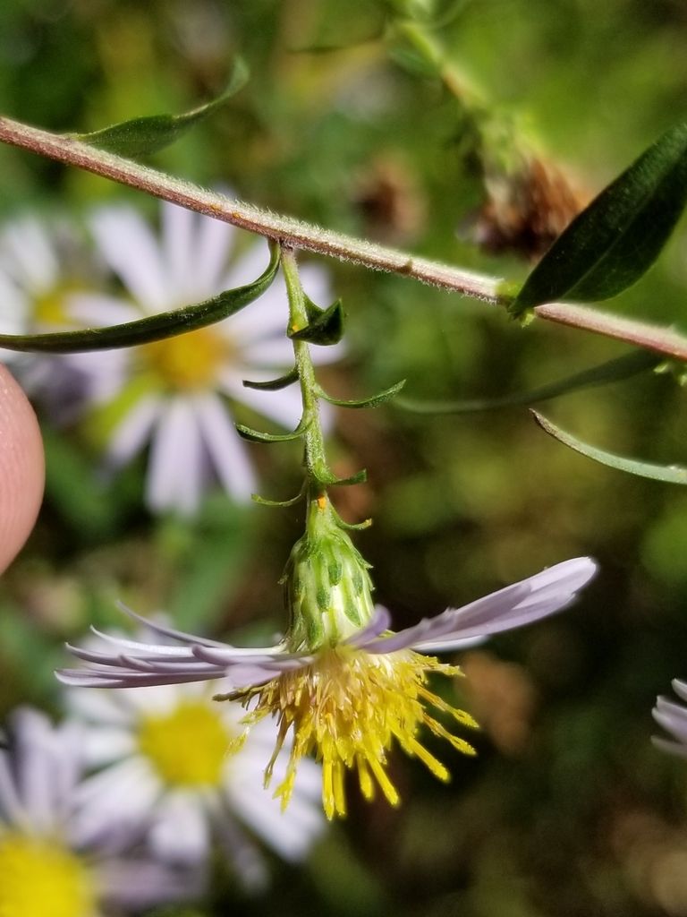 Rush Aster