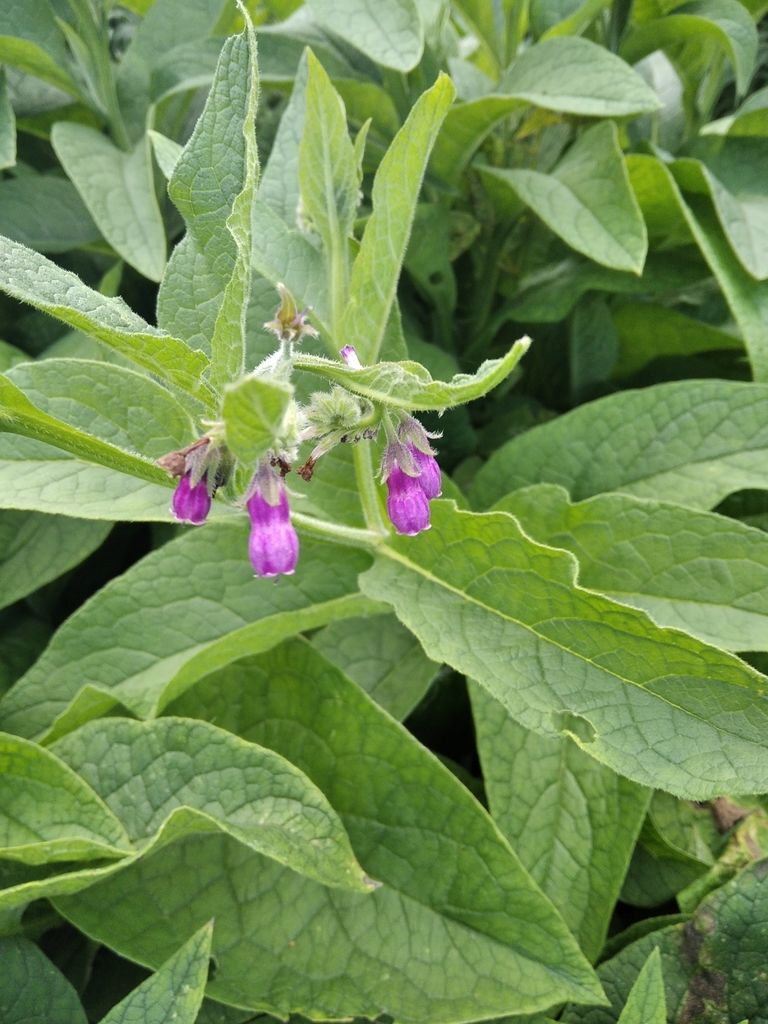 Common Comfrey