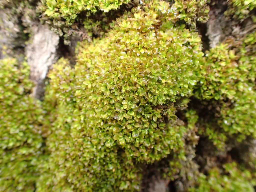 Water Screw-moss