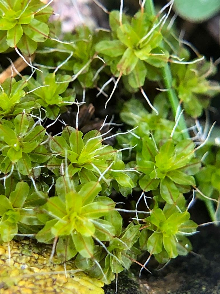 Intermediate Screw-moss