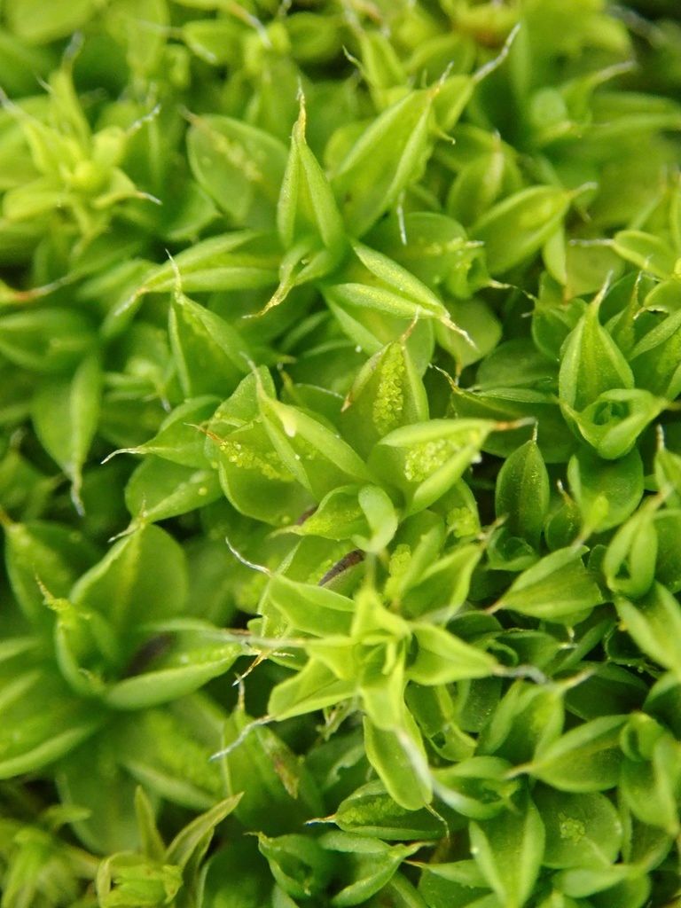 Marble Screw-moss