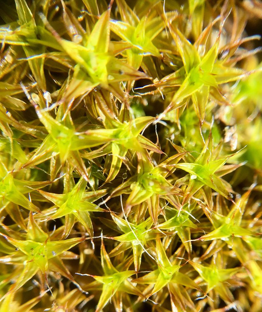 Sand-hill Screw-moss