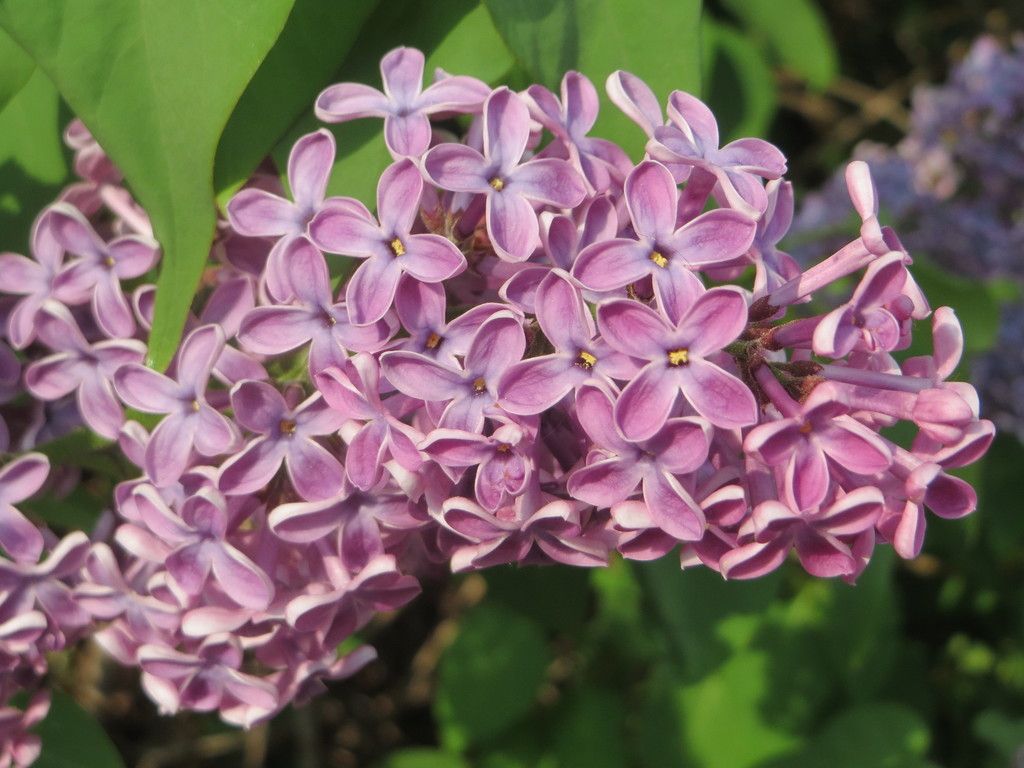 Lilac