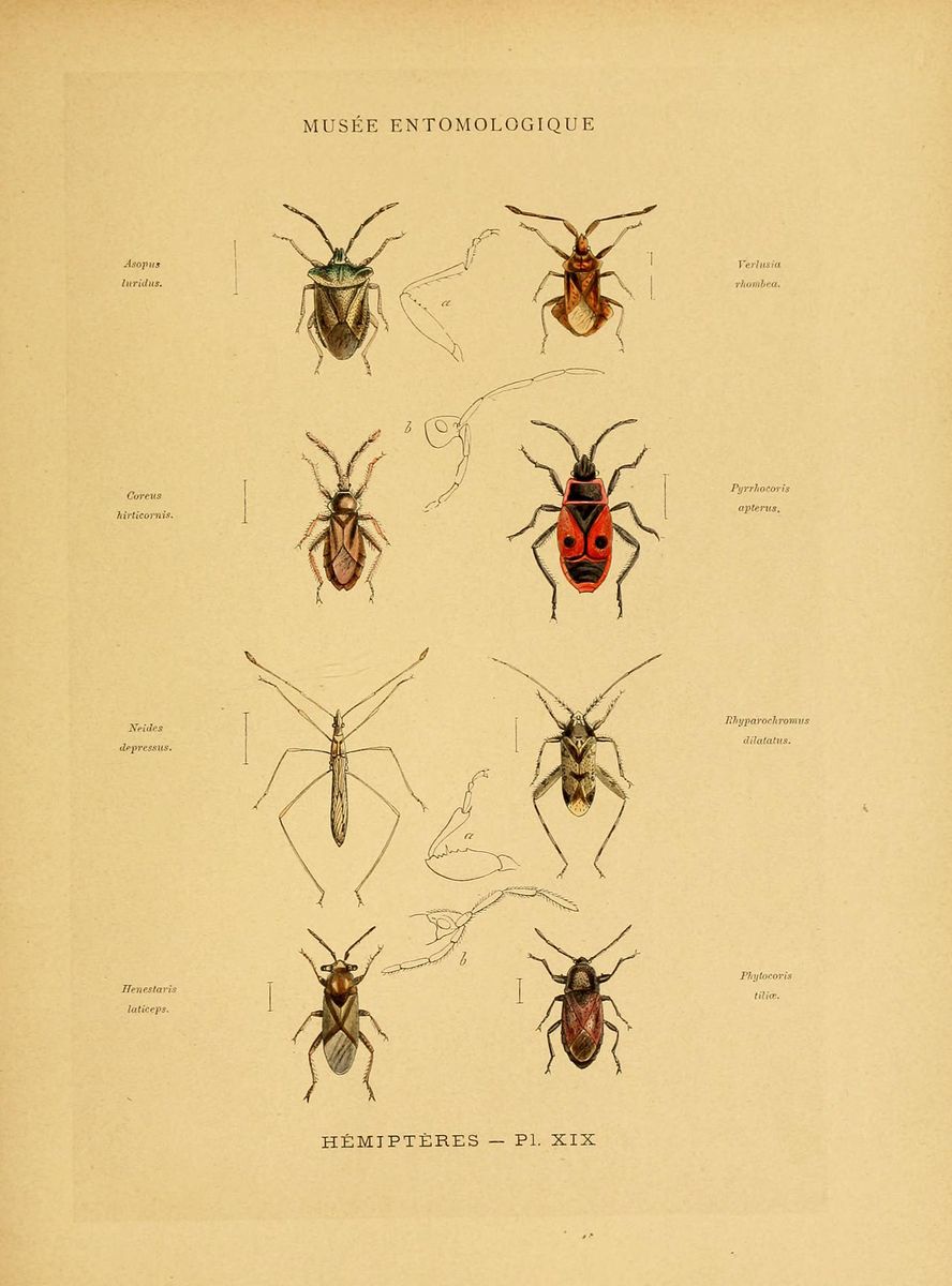 Rhombic Leatherbug