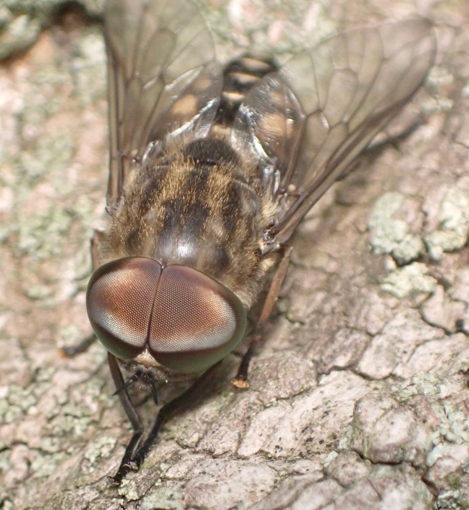 Large Marsh Horsefly