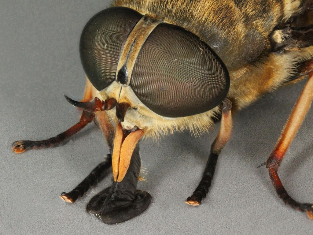 Dark Giant Horsefly