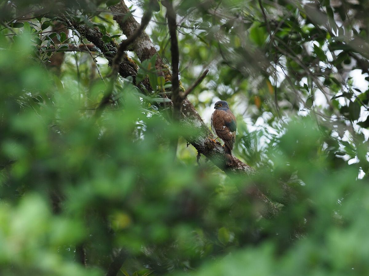 Small Sparrowhawk