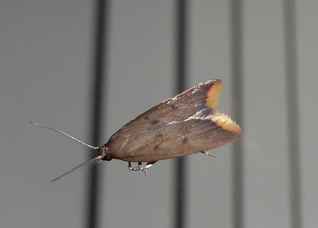 Australian Orange-tip