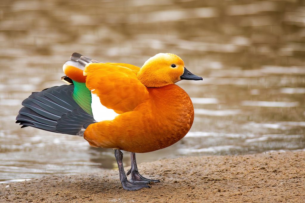 Ruddy Shelduck