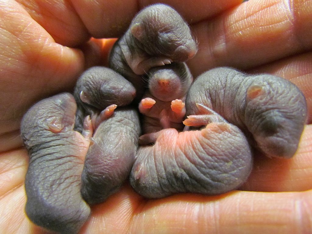 Mole