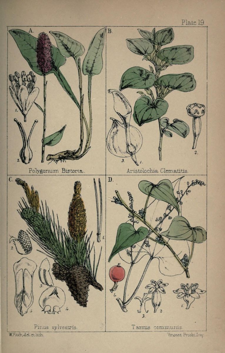 Black Bryony